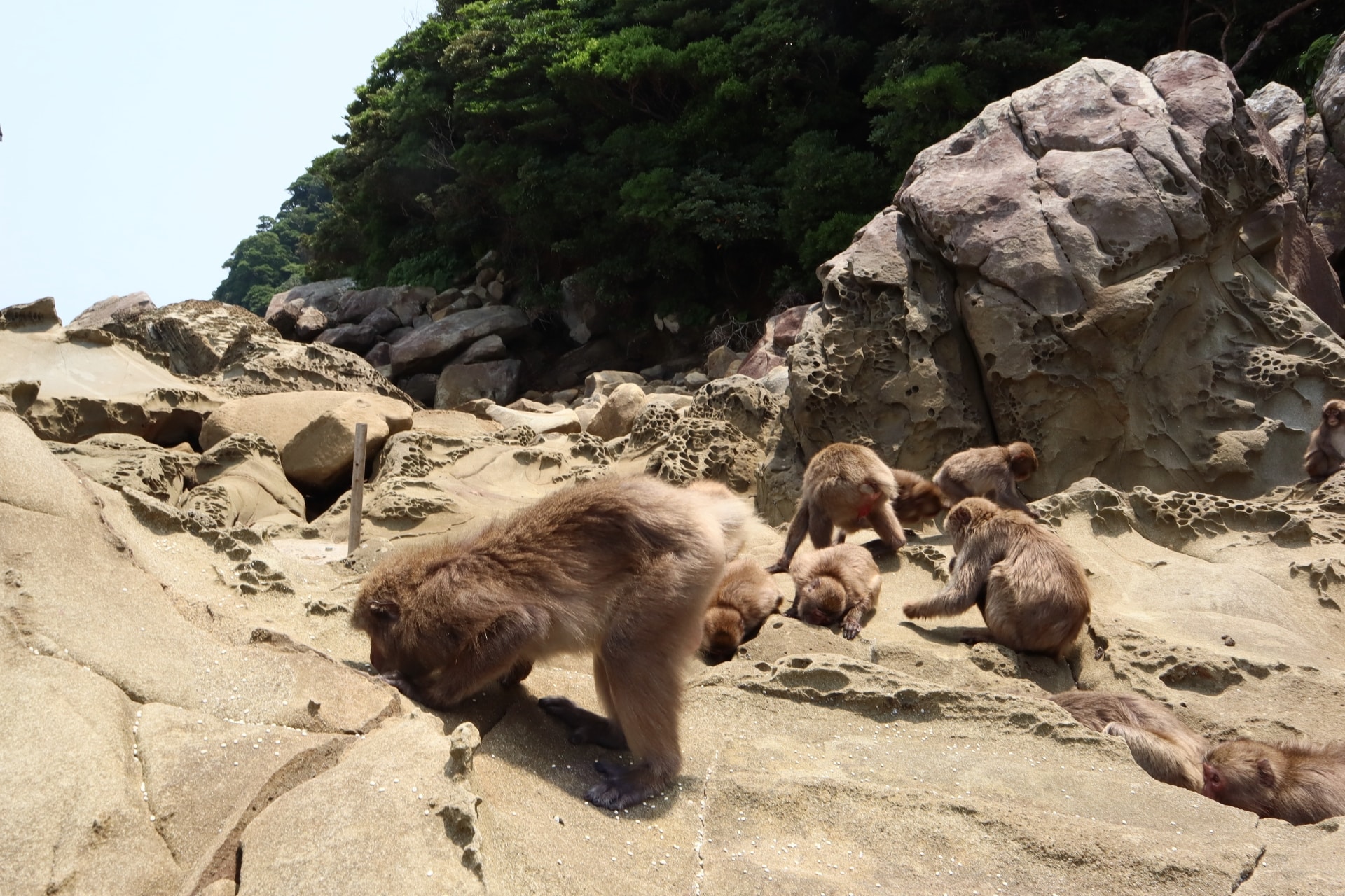 幸島